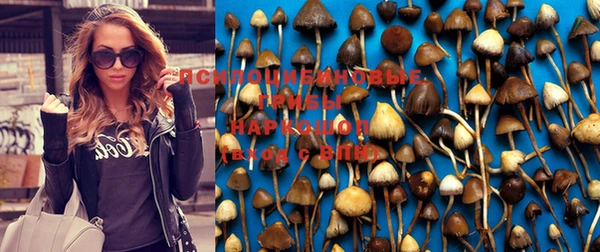 индика Аркадак